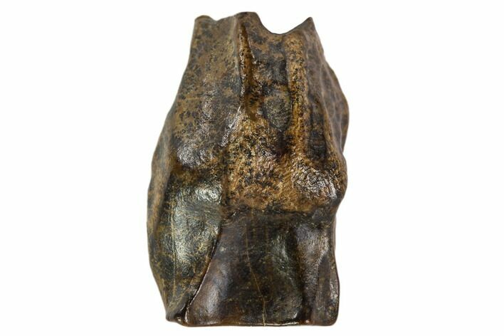 Triceratops Shed Tooth - Montana #109070